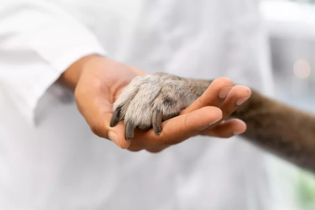 Un accompagnement tout au long de la vie de votre animal
