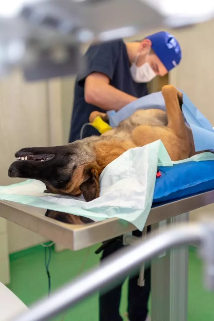 Urgences vétérinaires à Bereldange