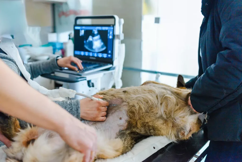 Echographie chien Bereldange