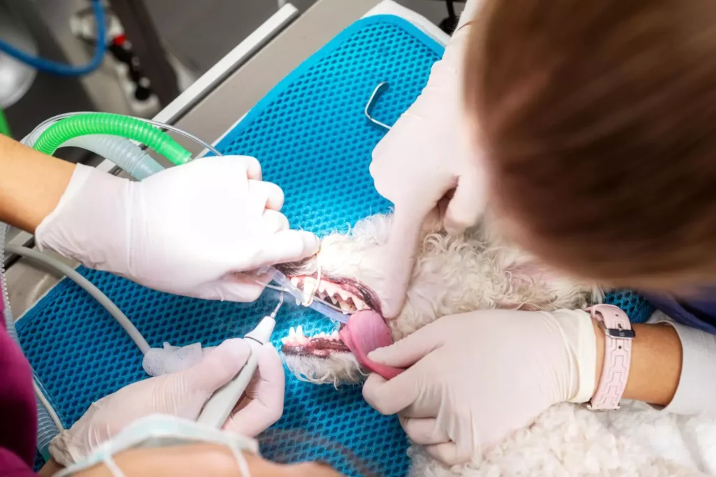Dentisterie vétérinaire