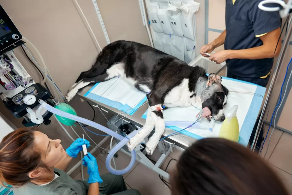Hospitalisation chien