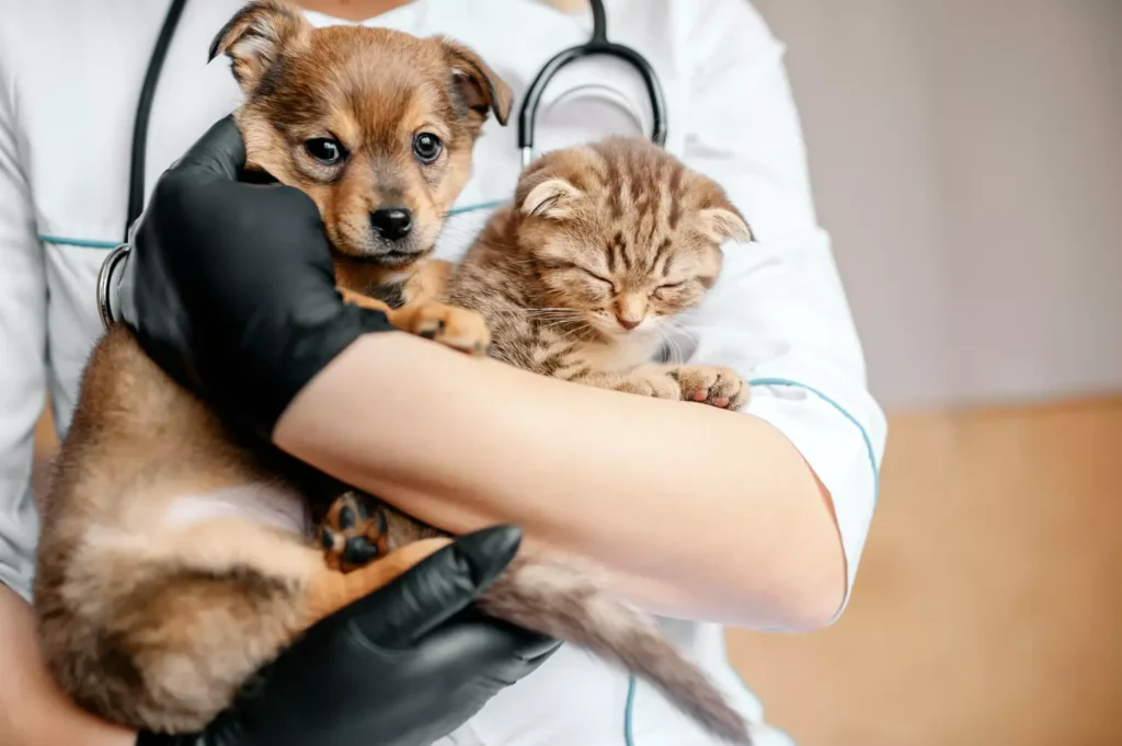 soins chien et chat